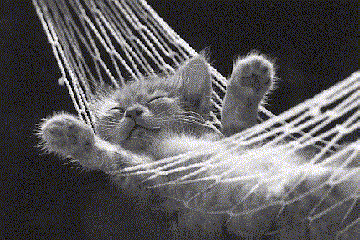 les chats